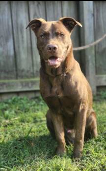 Labrador Retriever Dogs Available for Adoption in Naperville, Illinois - Reader | PetCurious