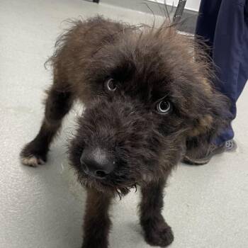 Blue Face -  Standard Poodle and Wirehaired Terrier Dog for Adoption in Abilene, Texas - Blue Face | PetCurious