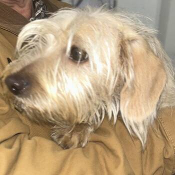 Terrier and Mixed Breed Dogs Available for Adoption - WALKER | PetCurious