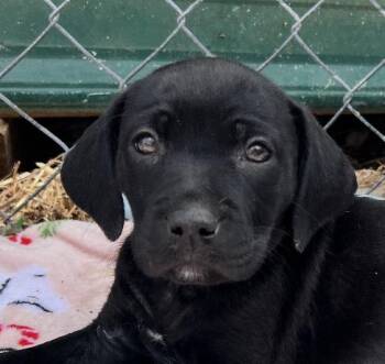 Catahoula Leopard Dog Dogs Available for Adoption - Hailey Huzzah | PetCurious
