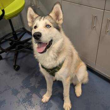 Screech -  Husky Dog for Adoption in Greensboro, North Carolina - Screech | PetCurious