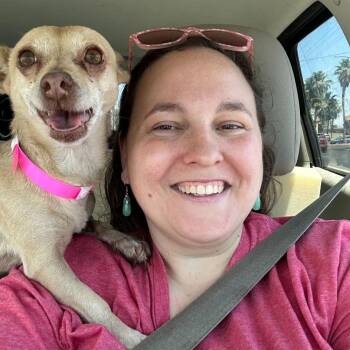 Chihuahua Dogs Available for Adoption in Las Vegas, Nevada - Honey Bun | PetCurious