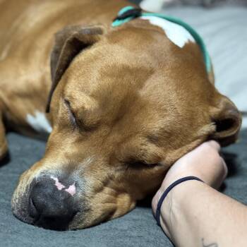 Rescue Mixed Breed and Boxer Dogs for Adoption in High Point, North Carolina - Thor | PetCurious