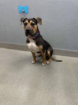 BEAR -  American Bulldog and Mixed Breed Dog for Adoption in Las Vegas, Nevada - BEAR | PetCurious