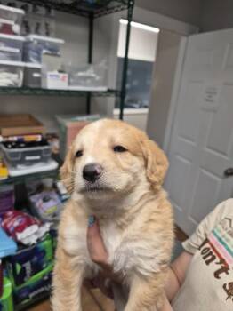 Milky Way -  Australian Shepherd and Akita Dog for Adoption in Bolivar, Missouri - Milky Way | PetCurious