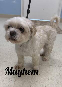 Mayhem -  Shih Tzu Dog for Adoption in Manistee, Michigan - Mayhem | PetCurious
