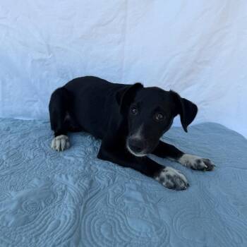 Prongs -  Border Collie and Hound Dog for Adoption in Carencro, Louisiana - Prongs | PetCurious