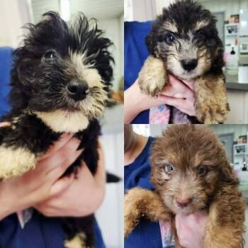 Moon -  Australian Shepherd and Standard Poodle Dog for Adoption in Newport, Kentucky - Moon | PetCurious