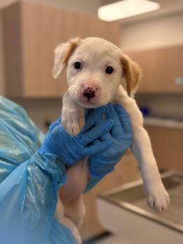 Cotton Swab -  Pit Bull Terrier and Mixed Breed Dog for Adoption in Chillicothe, Ohio - Cotton Swab | PetCurious
