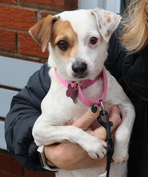 Jack Russell Terrier Dogs Available for Adoption in Harrison, New York - Kiana | PetCurious