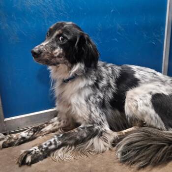 Manolo -  Australian Shepherd and Mixed Breed Dog for Adoption in Flagstaff, Arizona - Manolo | PetCurious