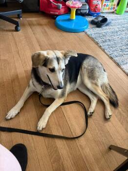 Rachel -  Mixed Breed Dog for Adoption in Taycheedah, Wisconsin - Rachel | PetCurious