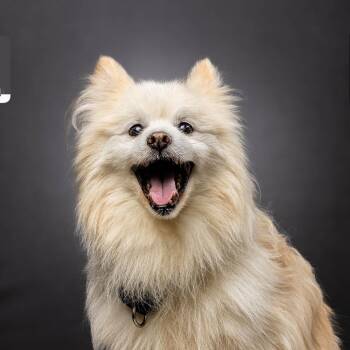 Ozzy -  Pomeranian and Mixed Breed Dog for Adoption in Jupiter, Florida - Ozzy | PetCurious
