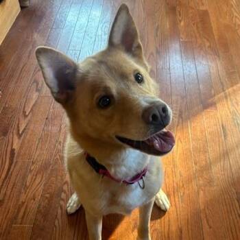 Shepherd and Carolina Dog Dogs Available for Adoption in New York, New York - Henry Chestnut  | PetCurious