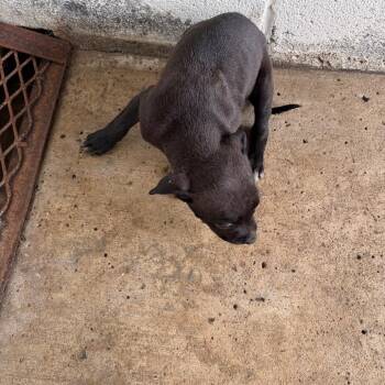Saturn -  Pit Bull Terrier Dog for Adoption in Edinburg, Texas - Saturn | PetCurious