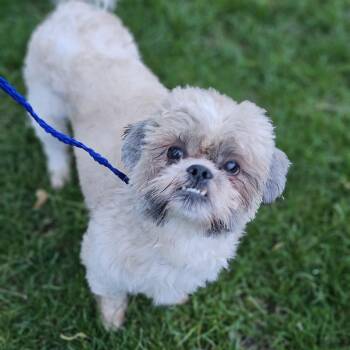 Shih Poo Dogs Available for Adoption in Shiloh, Illinois - Hudson Springfield  | PetCurious