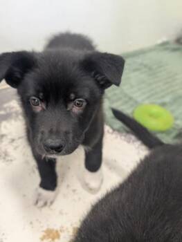 German Shepherd Dog and Mixed Breed Dogs Available for Adoption in Divide, Colorado - Quarter | PetCurious