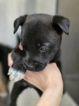 Bean -  Swedish Vallhund and Mixed Breed Dog for Adoption in Carthage, Missouri - Bean | PetCurious