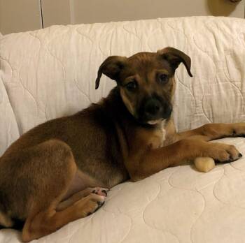 Teddy -  Black Mouth Cur and Labrador Retriever Dog for Adoption in Sautee Nacoochee, Georgia - Teddy | PetCurious
