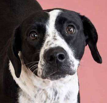 Tulip -  Labrador Retriever and Pointer Dog for Adoption in Cuyahoga Falls, Ohio - Tulip | PetCurious