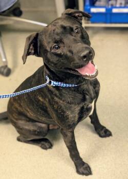 Rescue Mixed Breed Dogs for Adoption in New Orleans, Louisiana - Bruce | PetCurious