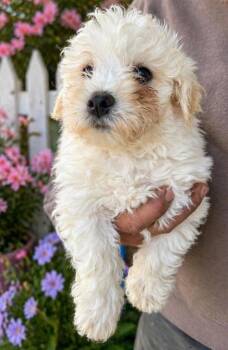 Bichon Frise Dogs Available for Adoption in Malvern, Pennsylvania - Noel | PetCurious