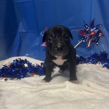 Mixed Breed Dogs Available for Adoption in Greenville, Pennsylvania - Gizmo-blue | PetCurious