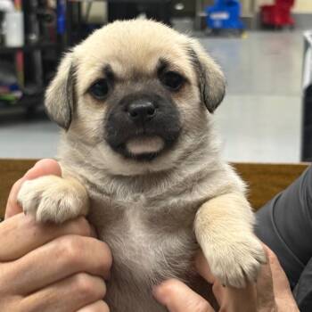 Pug and Chihuahua Dogs Available for Adoption - VIOLET | PetCurious