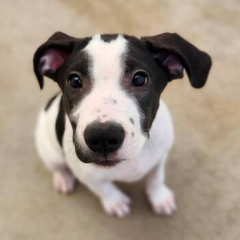Mixed Breed and Hound Dogs Available for Adoption in Fenton, Michigan - Banksy | PetCurious