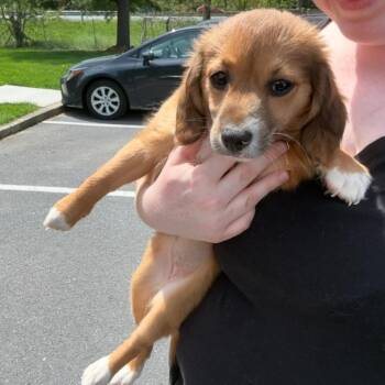 Beagle Dogs Available for Adoption in Rockville, Maryland - Fruity Pebbles | PetCurious