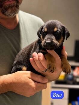 Bow -  Labrador Retriever Dog for Adoption in Clarksburg, Ontario - Bow | PetCurious