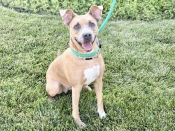 POPPY -  Pit Bull Terrier and Mixed Breed Dog for Adoption in Ames, Iowa - POPPY | PetCurious