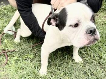American Bulldog and Mixed Breed Dogs Available for Adoption in Houston, Texas - A654700 | PetCurious