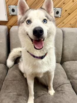 Siberian Husky Dogs Available for Adoption in Burnaby, British Columbia - Phoenix | PetCurious