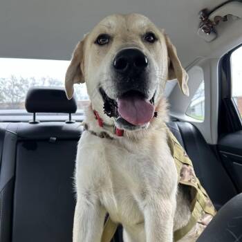 Alaskan Malamute and Great Pyrenees Dogs Available for Adoption in Lyndhurst, Virginia - Odin | PetCurious