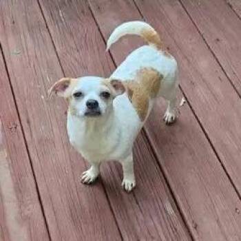 Precious 2026-330 -  Chihuahua Dog for Adoption in Winder, Georgia - Precious 2026-330 | PetCurious