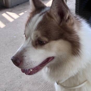 Milo -  Pomsky Dog for Adoption in Lincoln University, Pennsylvania - Milo | PetCurious