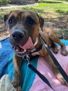 Caprese -  Mixed Breed Dog for Adoption in New York, New York - Caprese | PetCurious