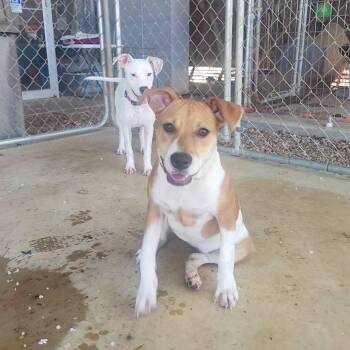 Rescue Mixed Breed Dogs for Adoption in Greensboro, Alabama - Lavern And Shirley | PetCurious