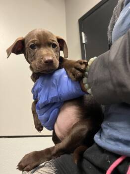 Labrador Retriever and Terrier Dogs Available for Adoption - Fairwinds | PetCurious