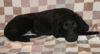 Mixed Breed Dogs Available for Adoption - Harvest (Autumn