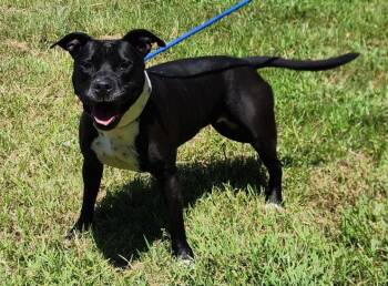 260905  Sunny -  Pit Bull Terrier Dog for Adoption in Wetumpka, Alabama - 260905  Sunny | PetCurious