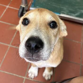 Gabby -  Labrador Retriever and Mixed Breed Dog for Adoption in West Point, Mississippi - Gabby | PetCurious