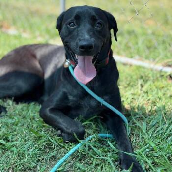 Blue -  Labrador Retriever and Mixed Breed Dog for Adoption in Buffalo, Minnesota - Blue | PetCurious