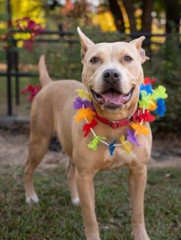 Magnolia -  Pit Bull Terrier and Mixed Breed Dog Available for Adoption in Atlanta, Georgia - Magnolia | PetCurious