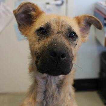Eddi -  Shepherd Dog for Adoption in Weaverville, California - Eddi | PetCurious