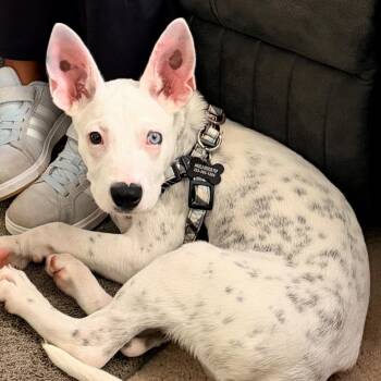 Bluey -  Mixed Breed Dog for Adoption in Rincón, Rincón - Bluey | PetCurious