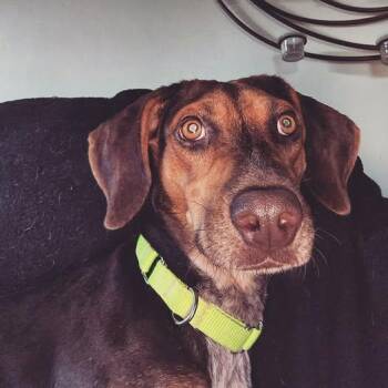 Rescue Hound Dogs for Adoption in Amherst, Virginia - Jolene | PetCurious