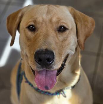 Labrador Retriever Dogs Available for Adoption in Normal, Illinois - Axel | PetCurious