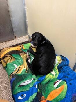 Zebra Cakes -  Terrier Dog for Adoption in Great Bend, Kansas - Zebra Cakes | PetCurious